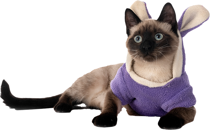 Antalya Kedi Kısırlaştırma