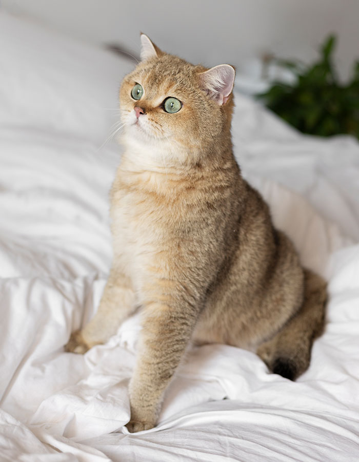 antalya kedi traşı